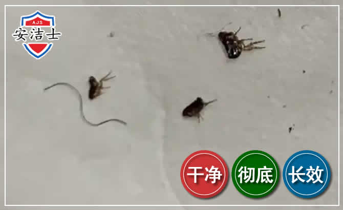 象山跳蚤防治-灭跳蚤