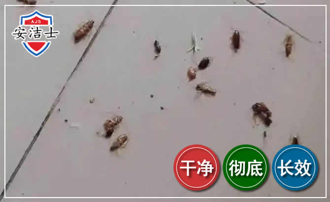 象山蟑螂防治-灭蟑螂