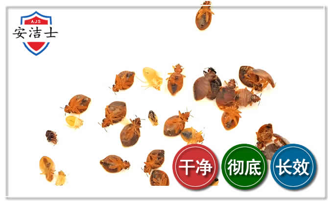 象山臭虫防治-消灭臭虫